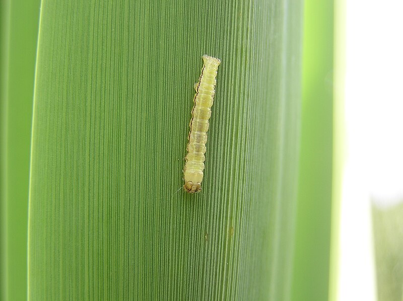 File:Cabbage Tree Moth by Tony Wills.jpg